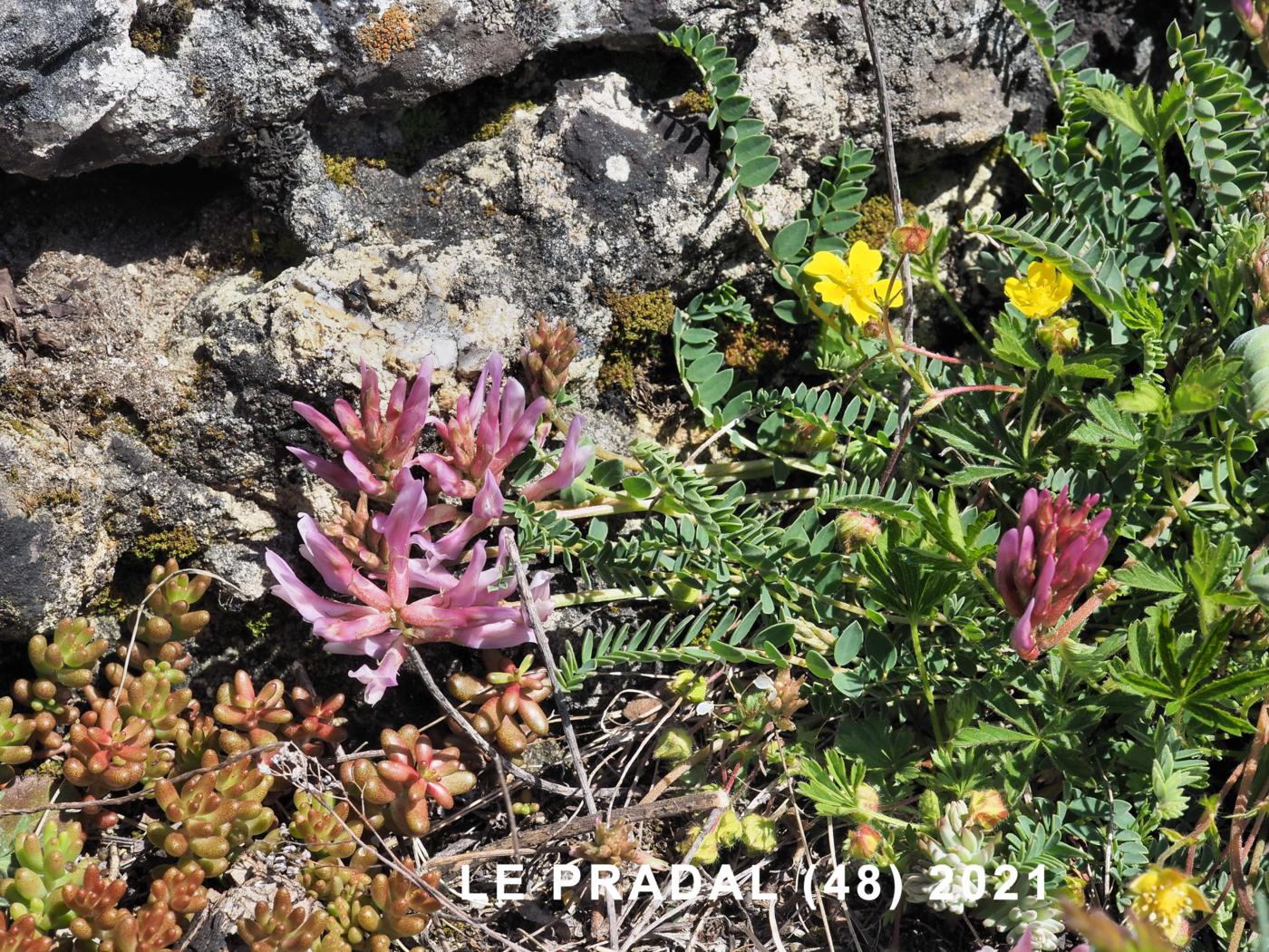 Milk-Vetch, Montpellier plant